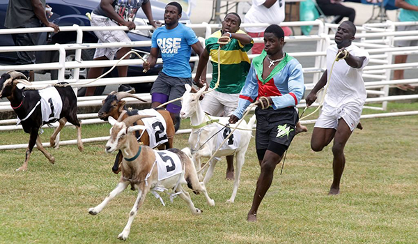 Goat Racing in Tobago